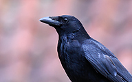 Carrion Crow (Corvus corone)